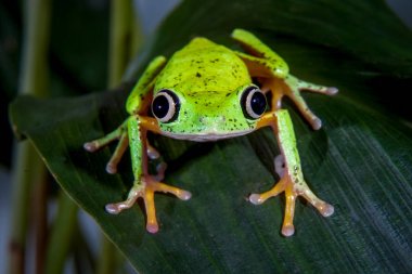 Lemur yaprak kurbağa