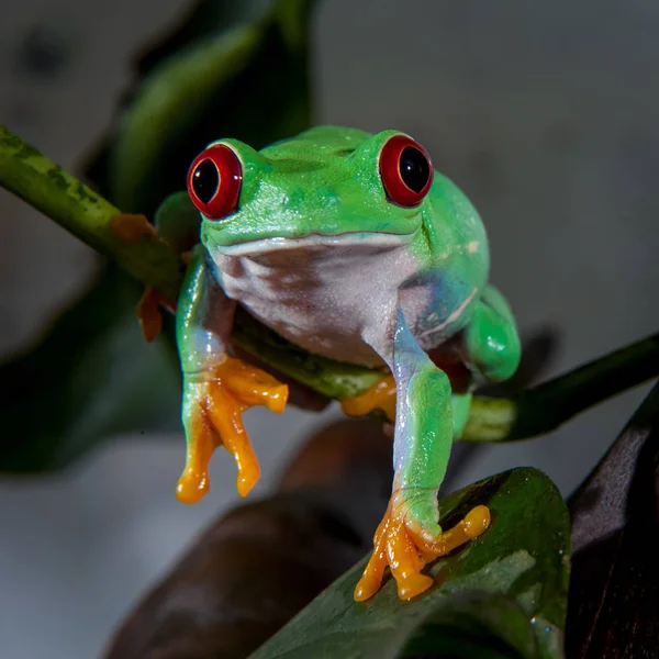 Hermosa rana árbol de ojos rojos —  Fotos de Stock