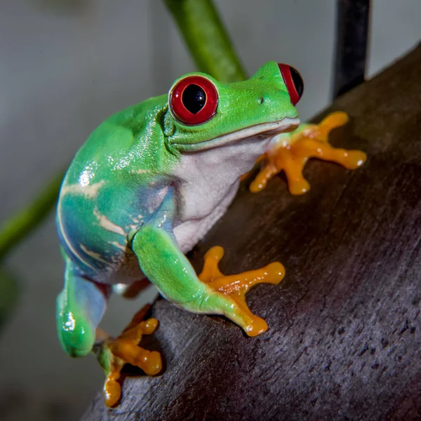 美丽的红眼睛树蛙 — 图库照片