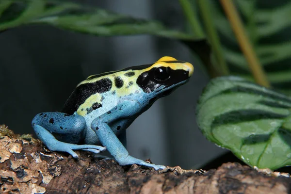 패트리 샤 염색 독 다트 개구리, Dendrobates tinctorius — 스톡 사진