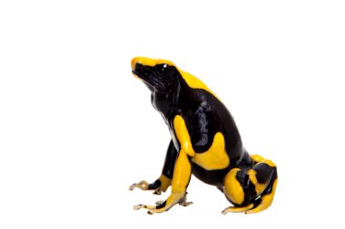 La Fumme Boyama Zehirli Dart Frogling, Dendrobates Tinctorius, beyaz üzerine