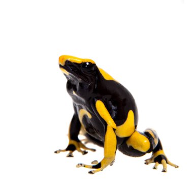 La Fumme Boyama Zehirli Dart Frogling, Dendrobates Tinctorius, beyaz üzerine