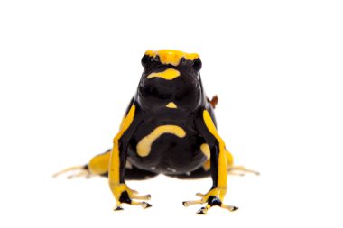 La Fumme Boyama Zehirli Dart Frogling, Dendrobates Tinctorius, beyaz üzerine