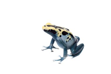 Patricia boyama zehirli ok kurbağası, Dendrobates tinctorius, beyaz