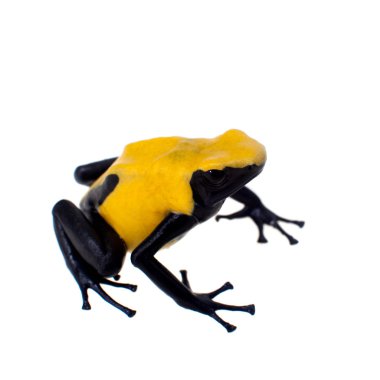 Citronella boyama zehirli dart frogling, Dendrobates tinctorius, beyaz
