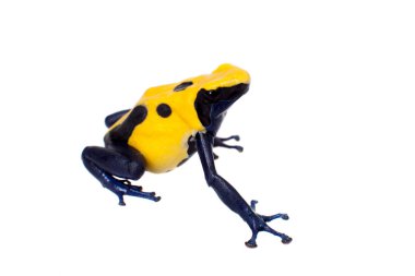 Citronella boyama zehirli dart frogling, Dendrobates tinctorius, beyaz