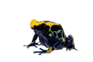 Zehirli ok kurbağası, Dendrobates tinctorius, beyaz üzerine boyama Robertus