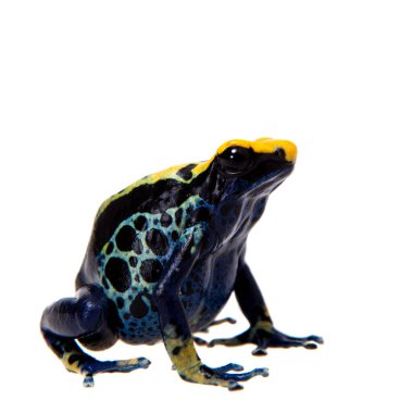 Zehirli ok kurbağası, Dendrobates tinctorius, beyaz üzerine boyama Robertus