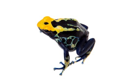 Zehirli ok kurbağası, Dendrobates tinctorius, beyaz üzerine boyama Robertus