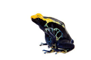 Zehirli ok kurbağası, Dendrobates tinctorius, beyaz üzerine boyama Robertus