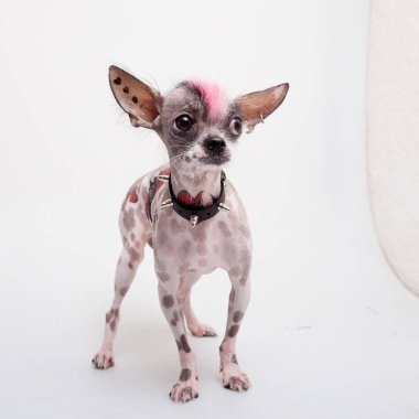 Punk tarzı Perulu alında saç çizgisi ve chihuahua karışımı ile köpek dövme ve piercing beyaz