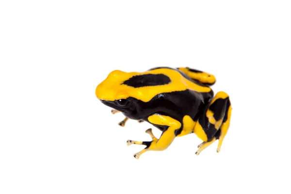 La Fumme Färbung Pfeilgiftfärbung, Dendrobates tinctorius, auf weiß — Stockfoto