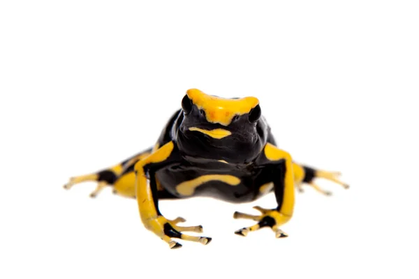 La Fumme teñido veneno dardo frogling, Dendrobates tinctorius, en blanco —  Fotos de Stock