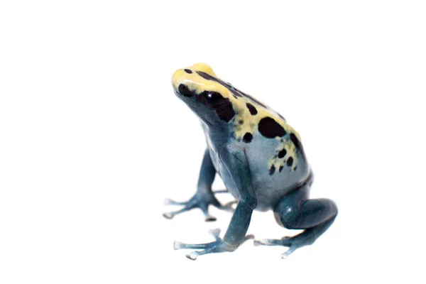 Patricia Dyeing Poison Dart Frog, Dendrobates tinctorius, sobre blanco —  Fotos de Stock
