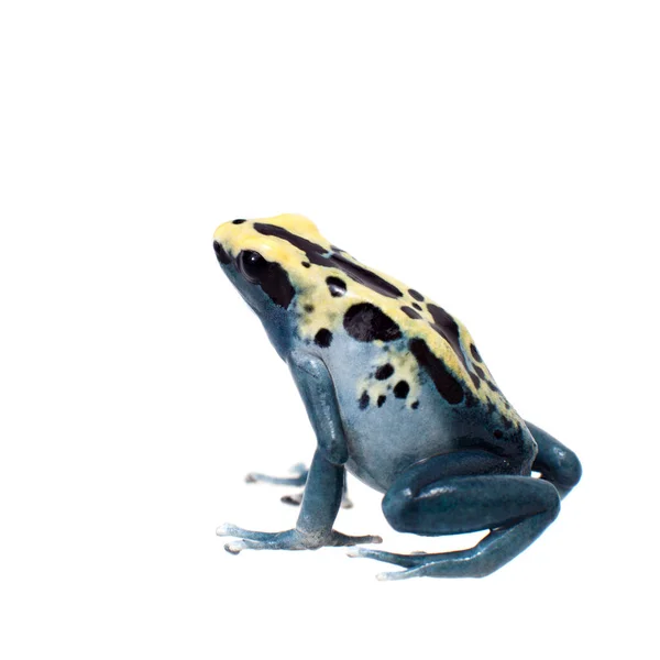 Patricia Tintura Veleno Dart Frog, Dendrobates tinctorius, su bianco — Foto Stock