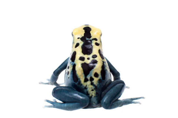 Patricia Dyeing Poison Dart Frog, Dendrobates tinctorius, на белом — стоковое фото