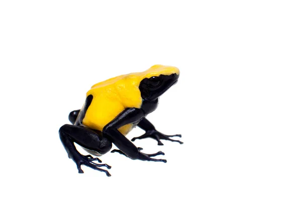 Citronela barvení jed šipky frogling, Dendrobates tinctorius, na bílém pozadí — Stock fotografie
