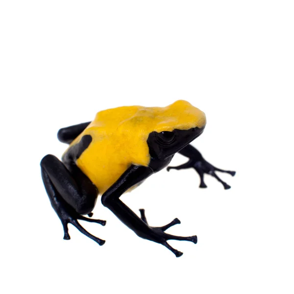 Citronella färgning Poison dart frogling, Dendrobates tinctorius, på vitt — Stockfoto