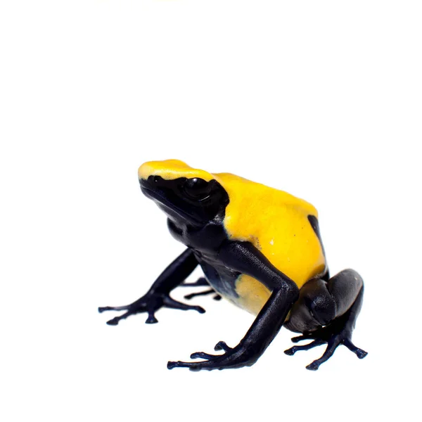 Citronella Färben Gift Dart Frogling, dendrobates tinctorius, auf weiß — Stockfoto