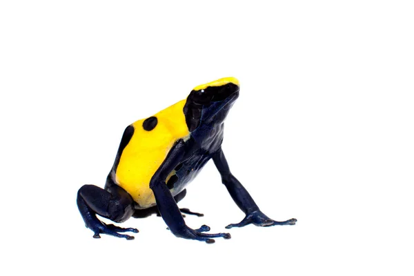 Citronella färgning Poison dart frogling, Dendrobates tinctorius, på vitt — Stockfoto
