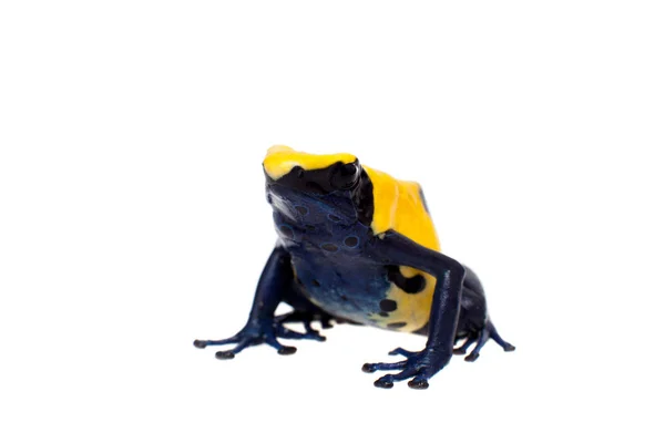 Citronella Tingimento Veneno dardo rã, Dendrobates tinctorius, em branco — Fotografia de Stock