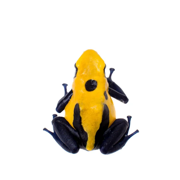 Citronella Tingimento Veneno dardo rã, Dendrobates tinctorius, em branco — Fotografia de Stock