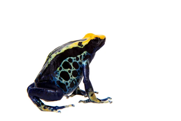 Robertus färbt Pfeilgiftfrosch, dendrobates tinctorius, auf weiß — Stockfoto