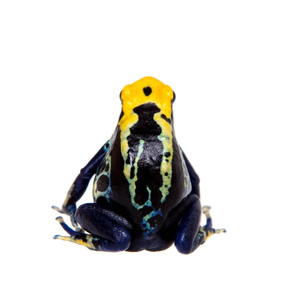 Robertus dyeing poison dart frog, Dendrobates tinctorius, on white — Stock Photo, Image
