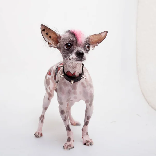 Punk style peruvian hairless and chihuahua mix dog with tattoo and piercing on white — Stock Photo, Image