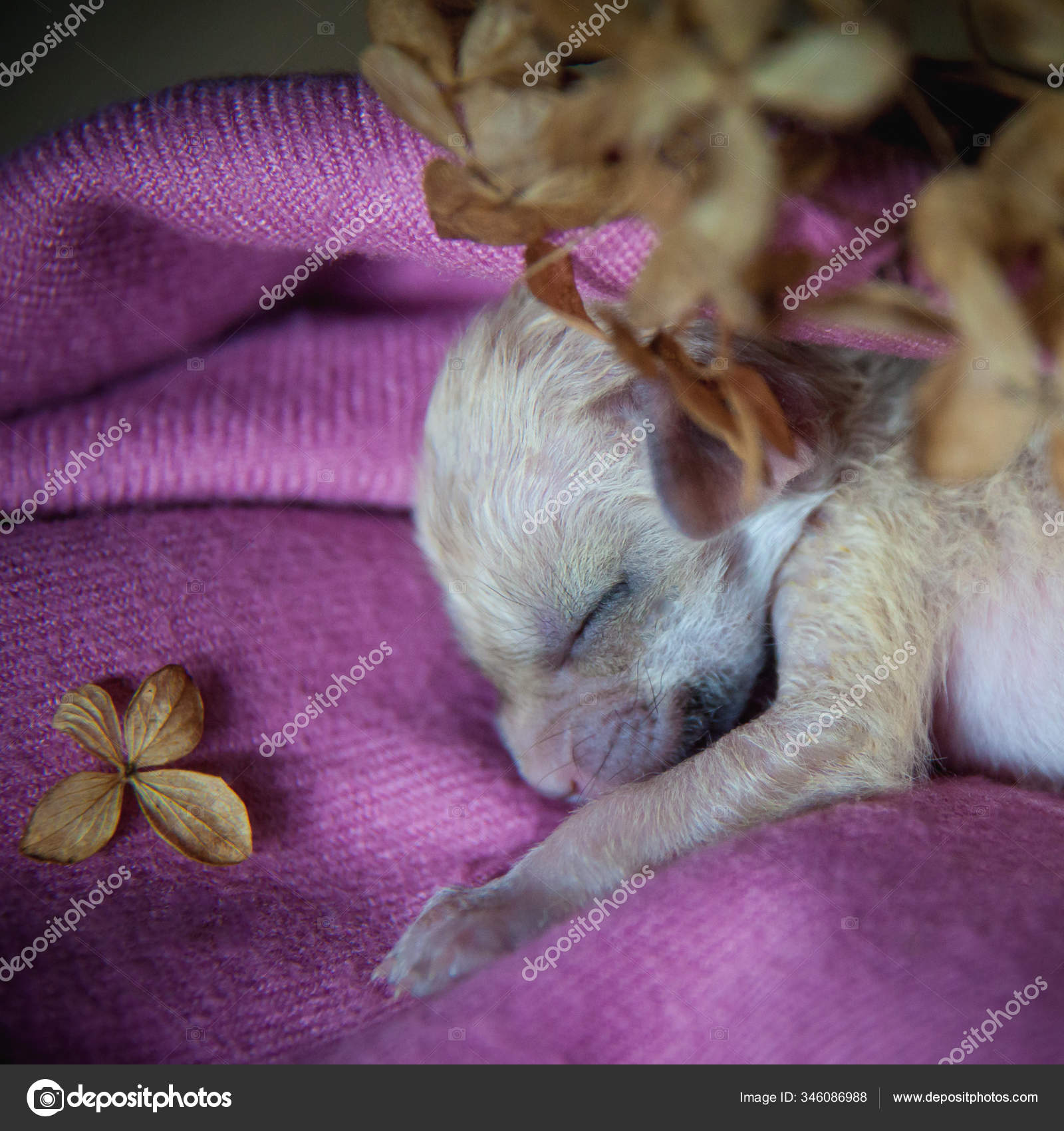 Newborn Fennec Fox Cub On Hand 2 Weeks Old Stock Photo By C Farinosa Newborn Fennec Fox Cub On Hand 2 Weeks Old Stock Photo By C Farinosa