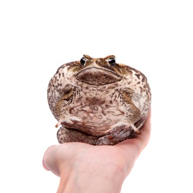 Cane or giant neotropical toad on white clipart