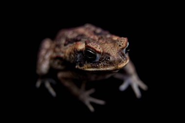 Siyah üzerine kamış veya dev neotropik kurbağa