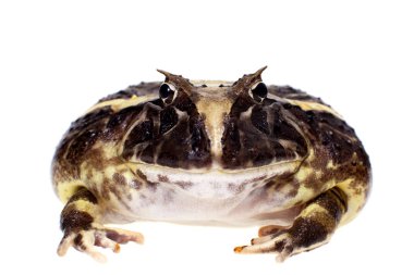 Beyaz izole Brezilyalı boynuzlu kurbağa