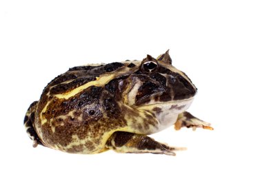 Beyaz izole Brezilyalı boynuzlu kurbağa