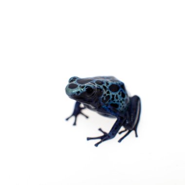 Zehirli ok kurbağası, Dendrobates tinctorius gök mavisi, beyaz mavi