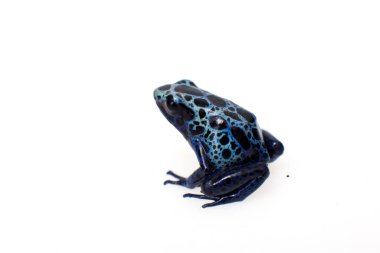 Zehirli ok kurbağası, Dendrobates tinctorius gök mavisi, beyaz mavi