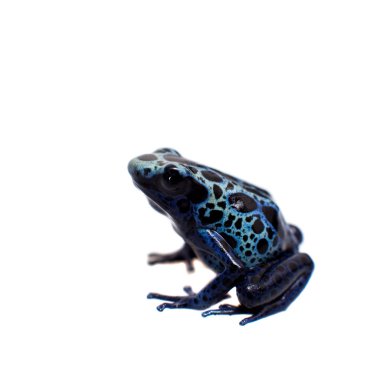 Zehirli ok kurbağası, Dendrobates tinctorius gök mavisi, beyaz mavi