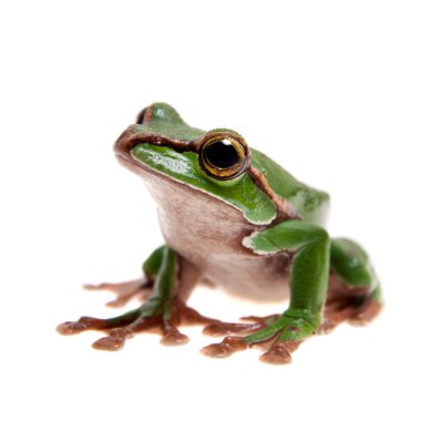 Big green whipping frog isolated on white clipart