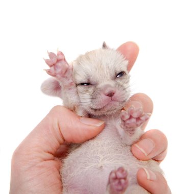 Fenik tilki yavrusu, 2 haftalık, beyaz üzerinde