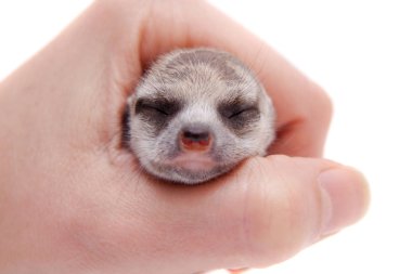 Çöl faresi veya suricate yavru, 2 hafta eski beyaz