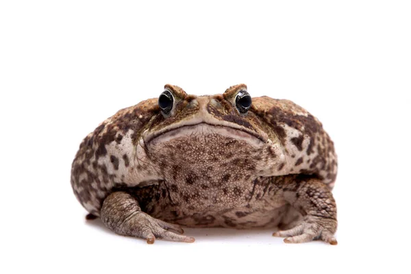 Тростина або гігантська неотропічна жаба на білому — стокове фото