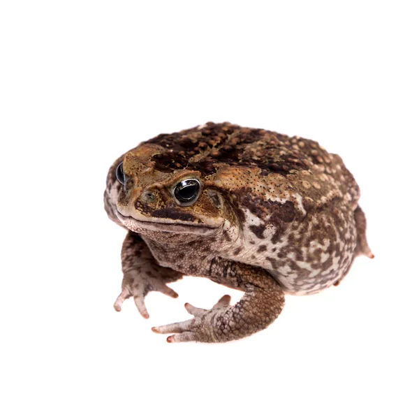 Тростина або гігантська неотропічна жаба на білому — стокове фото