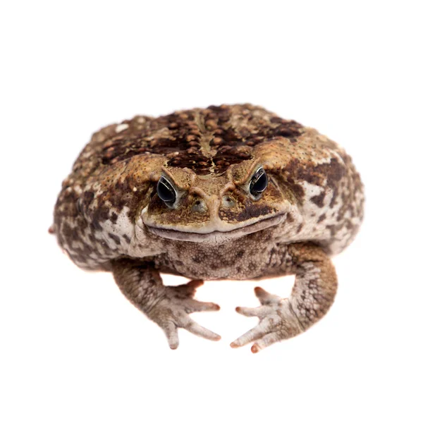 흰색으로 표시된 거대 한 네 오 열 대 두꺼비 — 스톡 사진