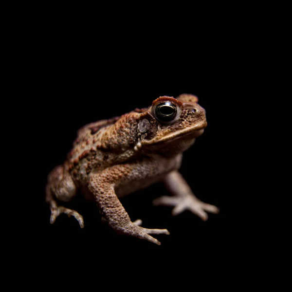 Cane or giant neotropical toad on black — Stock Photo, Image