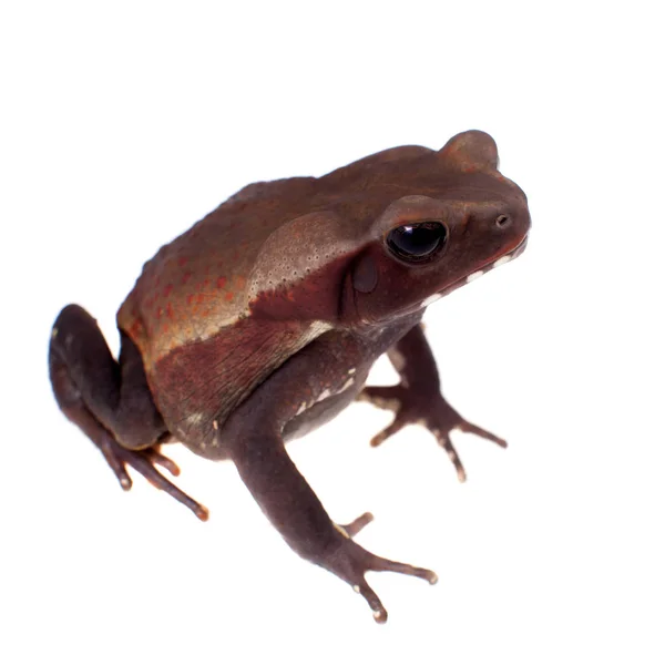 Sapo de lado liso incrível isolado em fundo branco — Fotografia de Stock