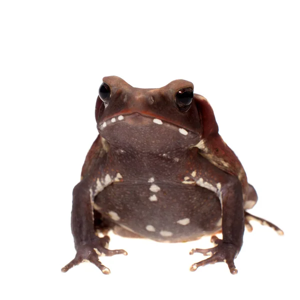 Дивовижний гладкосторонній жаб ізольований на білому тлі — стокове фото