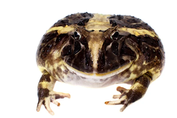 La rana de cuernos brasileña aislada en blanco — Foto de Stock