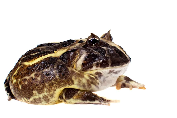 Brazilský rohatou žába izolovaných na bílém — Stock fotografie