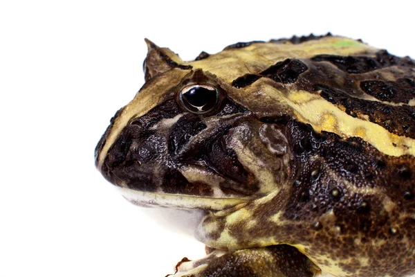 The Brazilian horned frog isolated on white — Stock Photo, Image