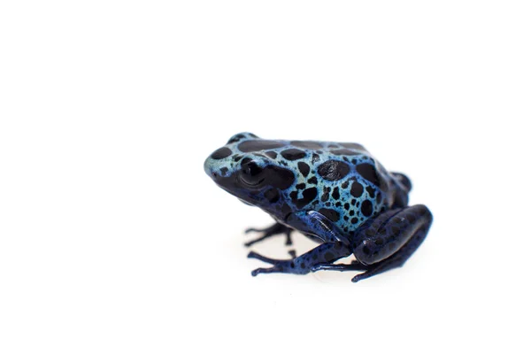 Blue Poison dart frog, Dendrobates tinctorius Azureus, sobre blanco —  Fotos de Stock